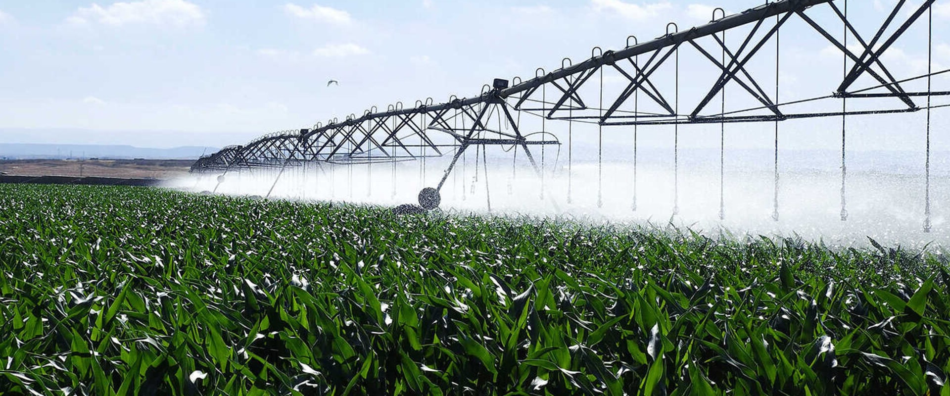 How Automated Design Can Save You Time in Your Irrigation Business